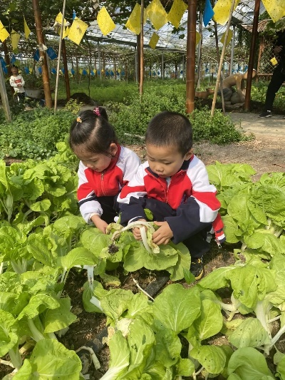 (蔬菜乐园)在乐缤纷庄园农场上采摘新鲜青菜叶的乐趣